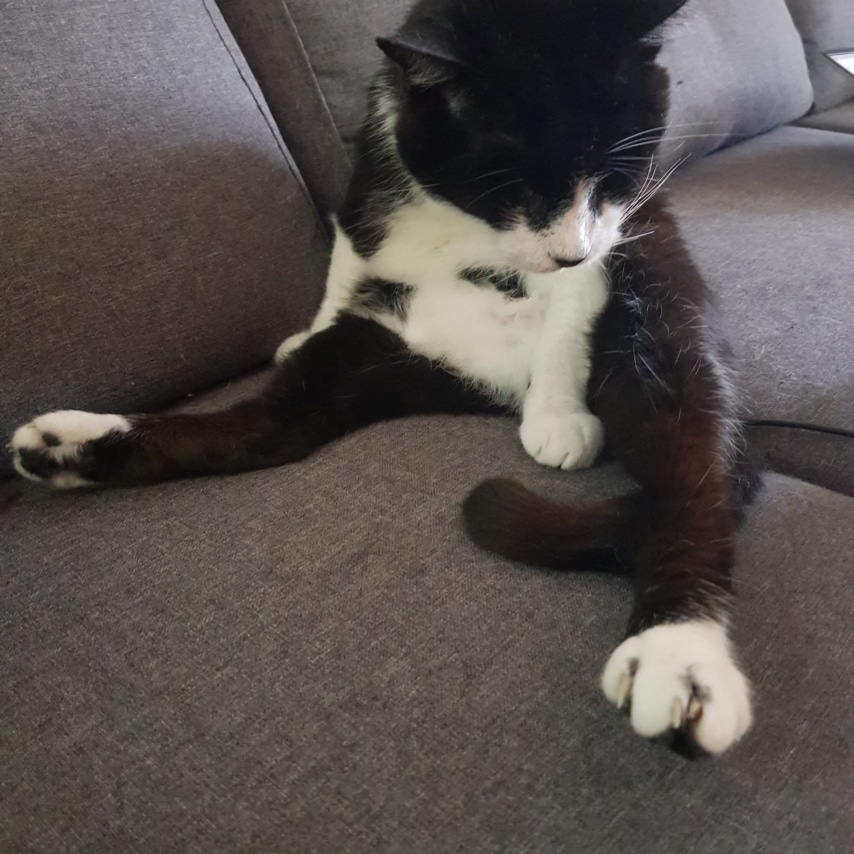 cat named Balu