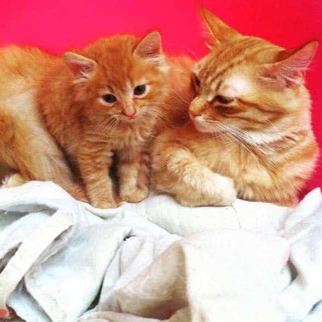 An adult ginger cat and a small ginger kitten resting together on a white blanket against a red background