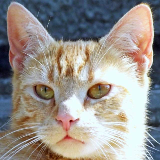 Close-up portrait of an orange tabby cat looking directly at the camera