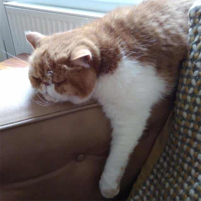 An orange and white cat sleeping with its head and one paw resting over the edge of a leather sofa