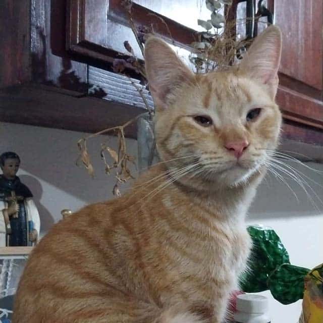An orange tabby cat sitting indoors with a calm expression