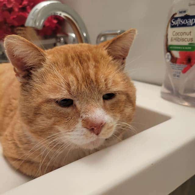 An orange tabby cat resting inside a bathroom sink next to a bottle of soap
