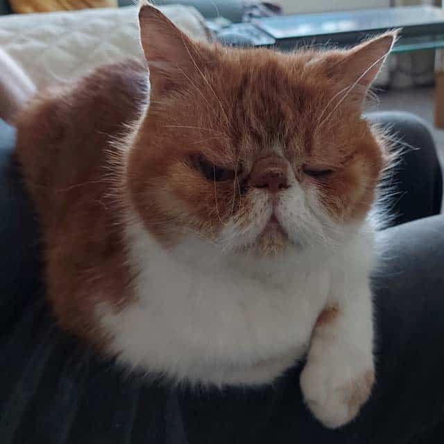 An orange and white Exotic Shorthair cat with a flat face resting on a person's lap
