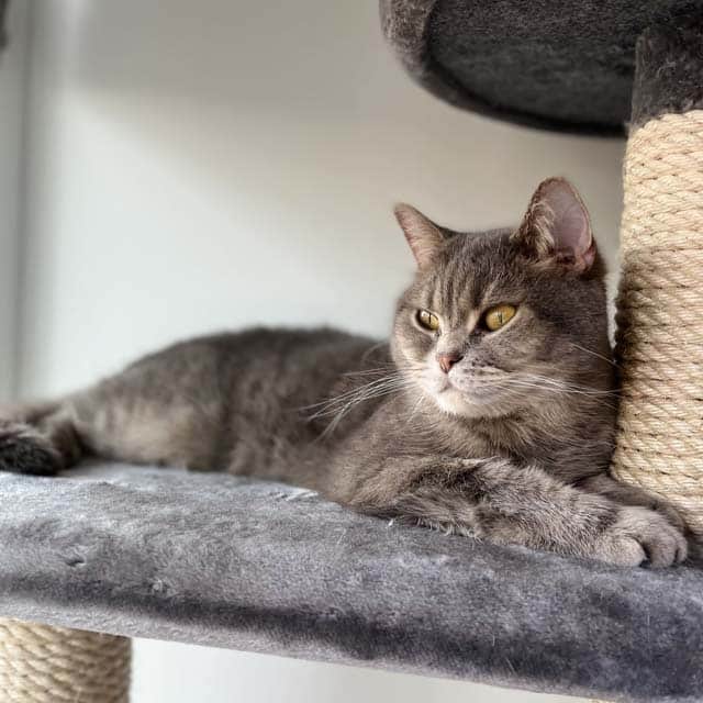 A grey tabby cat resting on a grey carpeted cat tree platform