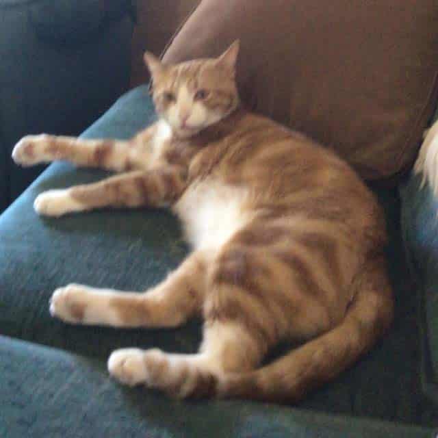 An orange and white tabby cat lounging on a dark green sofa