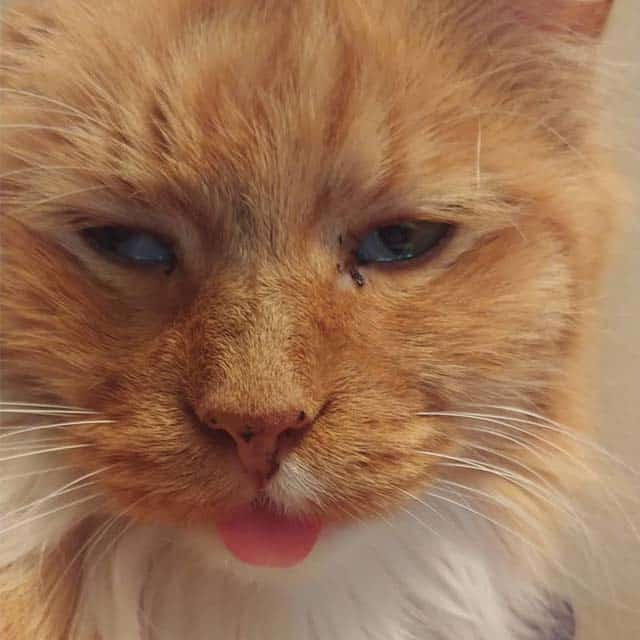 Close-up of an orange cat with a sleepy expression and its tongue sticking out