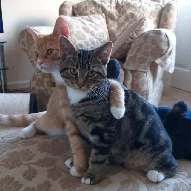 An orange tabby cat with a white chest has its arm around a brown tabby cat with a white chest, both sitting together