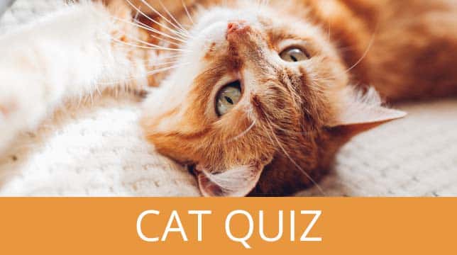 An orange tabby cat lying on its back with the text Cat Quiz below