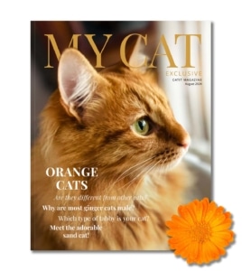 August 2024 issue of My Cat magazine featuring an orange tabby cat and articles about orange cats and sand cats