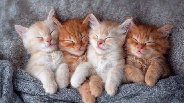 Four ginger kittens sleeping huddled together on a soft grey blanket