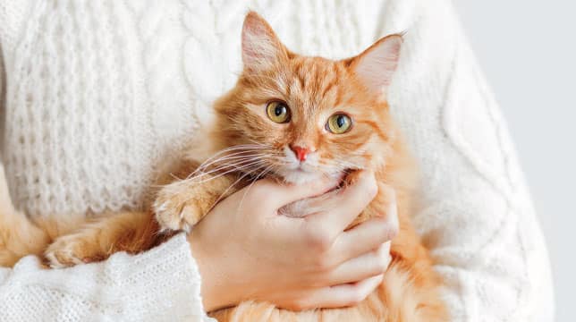 A person wearing a white cable-knit sweater holding a fluffy orange cat