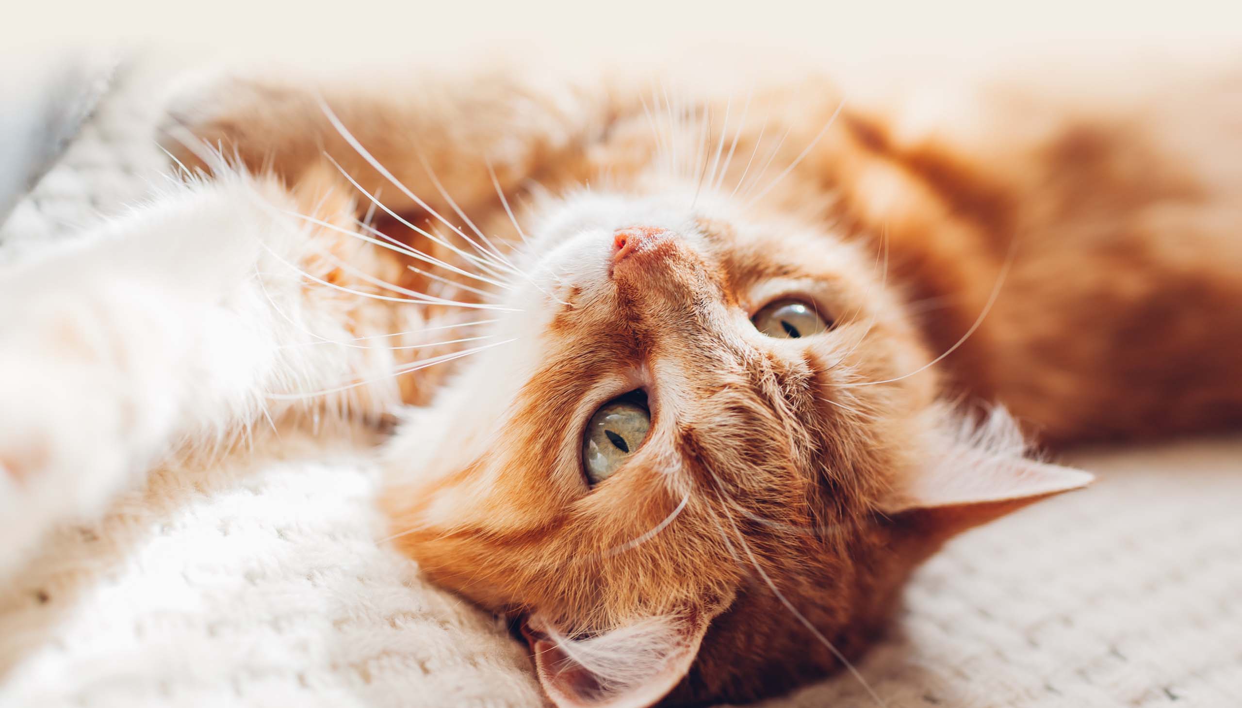 An orange tabby cat lying on its back on a soft, light-colored surface, looking up at the camera