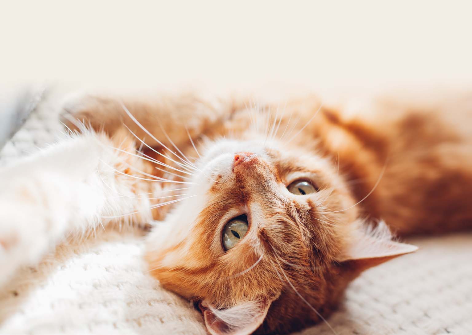 An orange tabby cat lying on its back on a soft surface, looking up at the camera