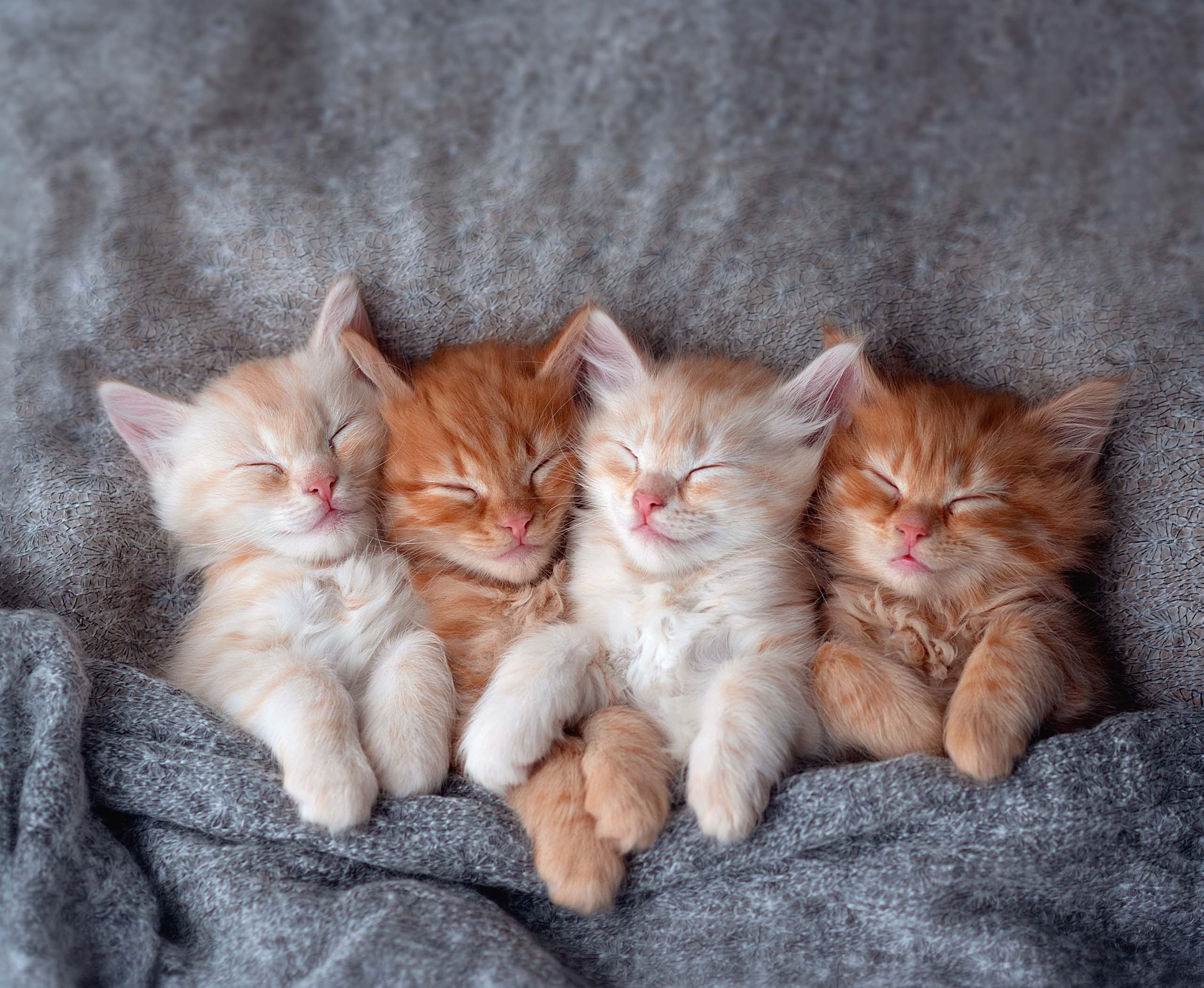 Four ginger kittens sleeping side-by-side on a soft gray blanket