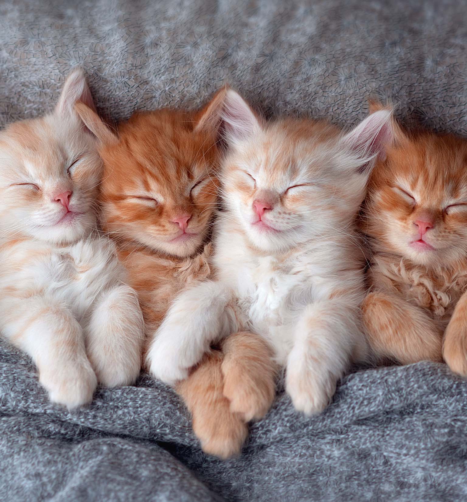 Four ginger kittens sleeping side-by-side on a soft gray blanket