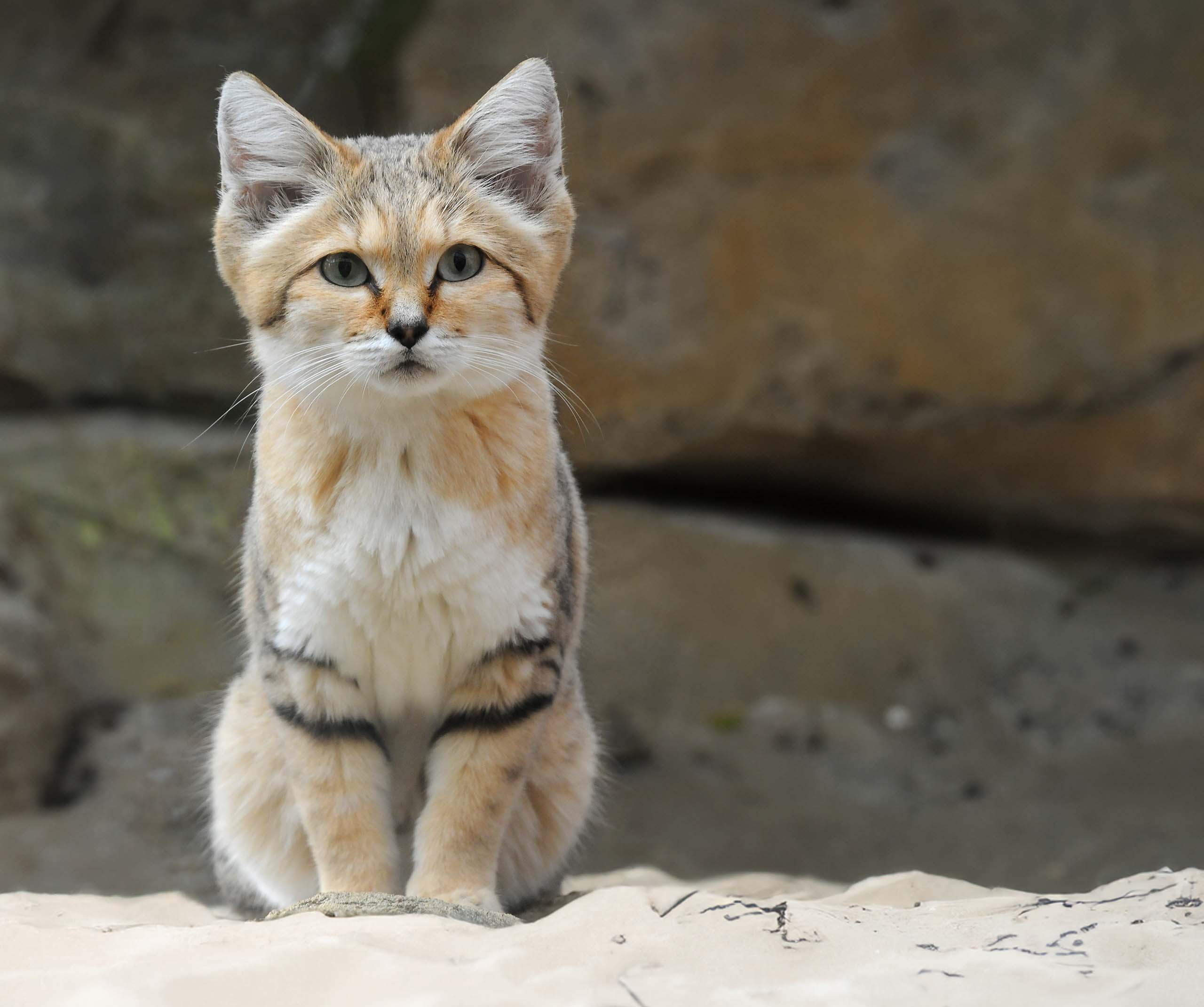 A sand cat with large ears and a sandy-colored coat sitting on sand in a desert environment