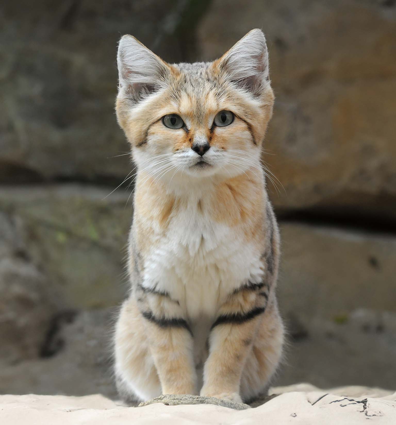 A sand cat with large ears and a sandy-colored coat sitting on sand