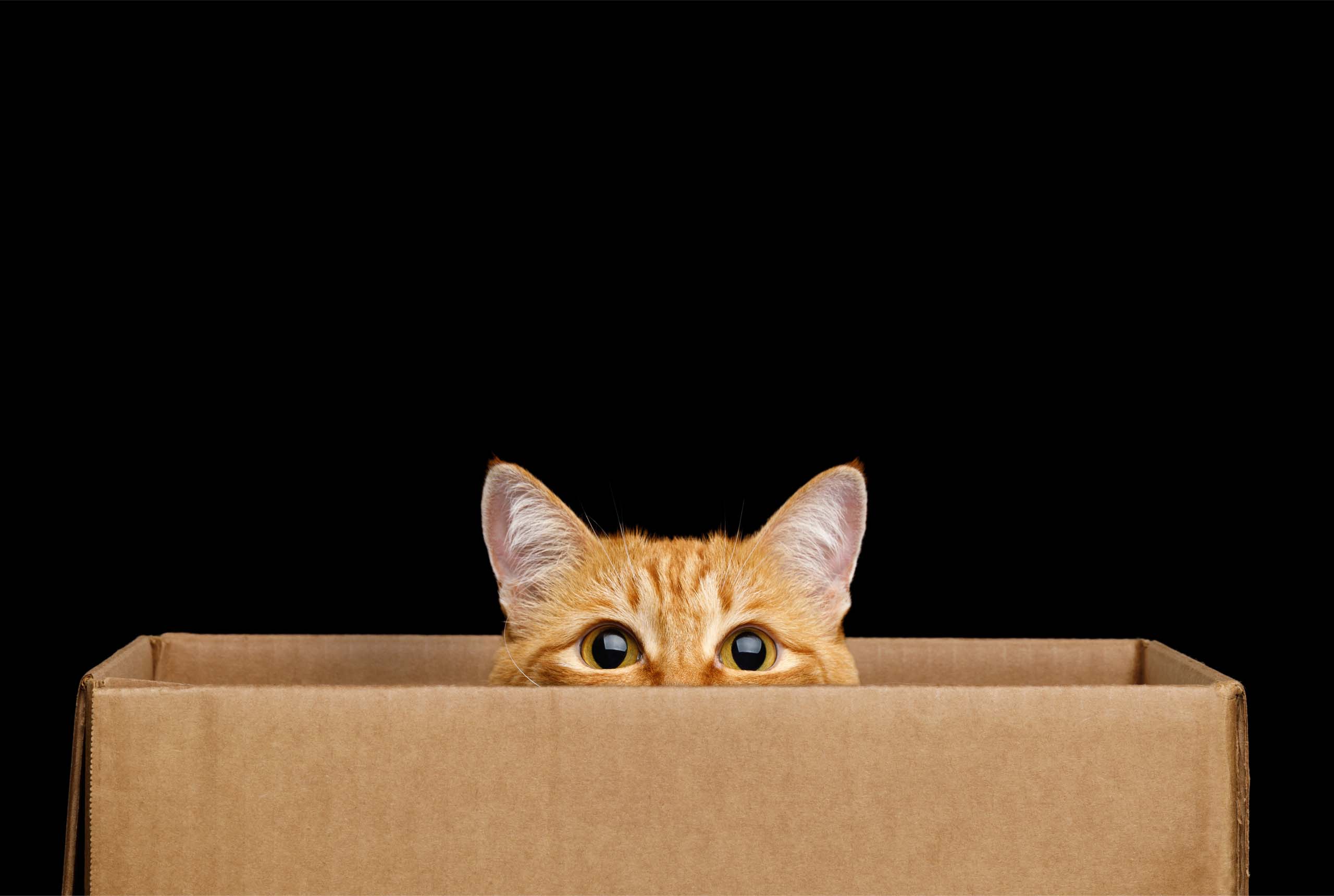Orange tabby cat peeking over the edge of a cardboard box against a black background