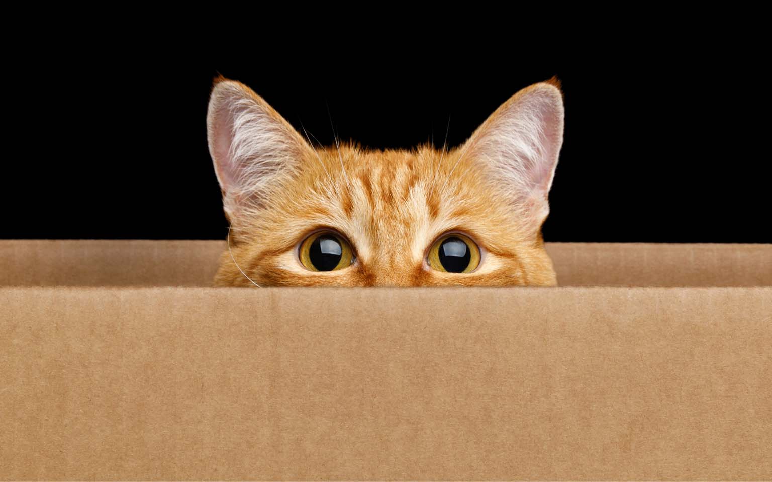 An orange tabby cat peeking over the edge of a cardboard box against a black background