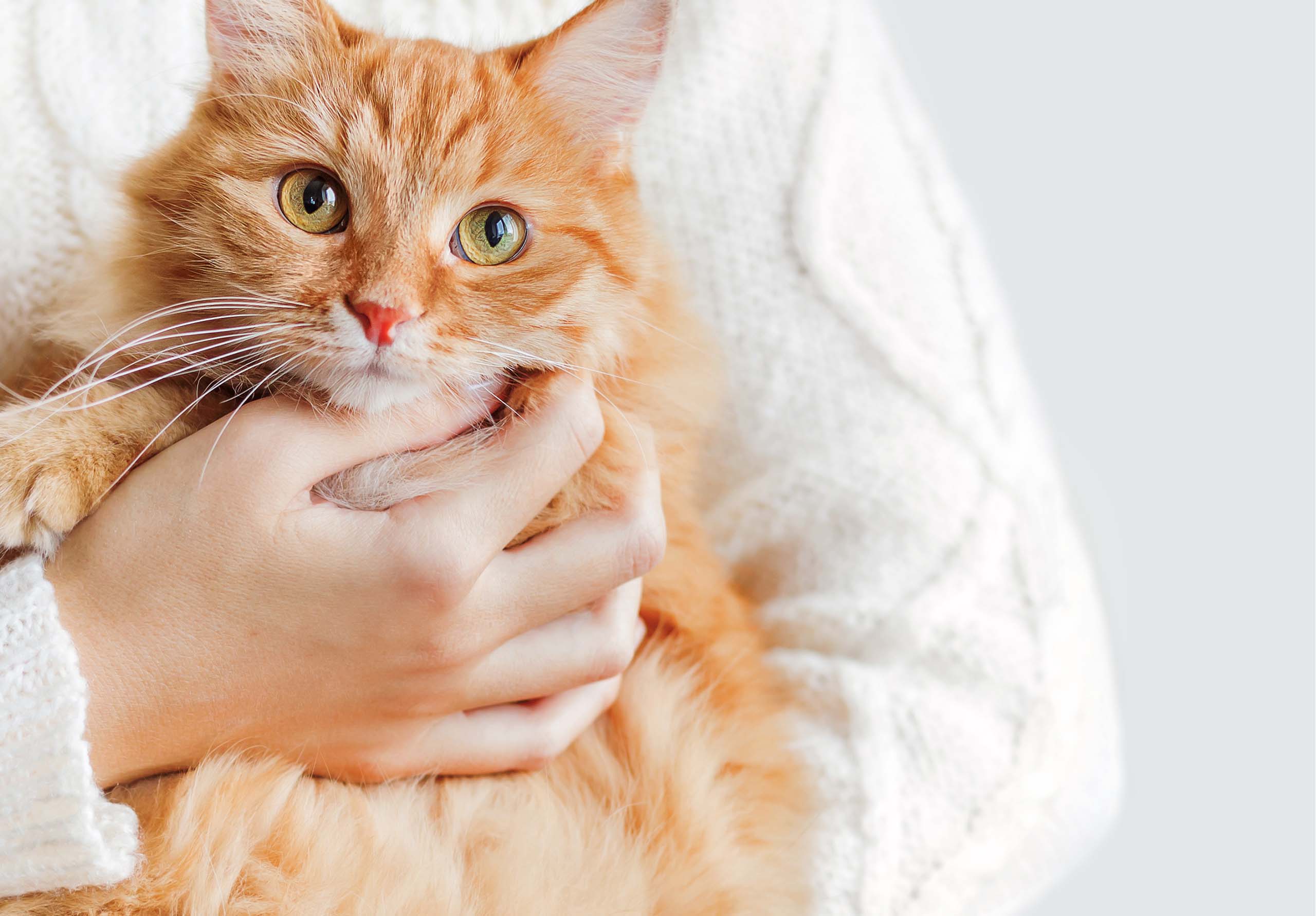 A person wearing a white cable-knit sweater holding a fluffy orange cat
