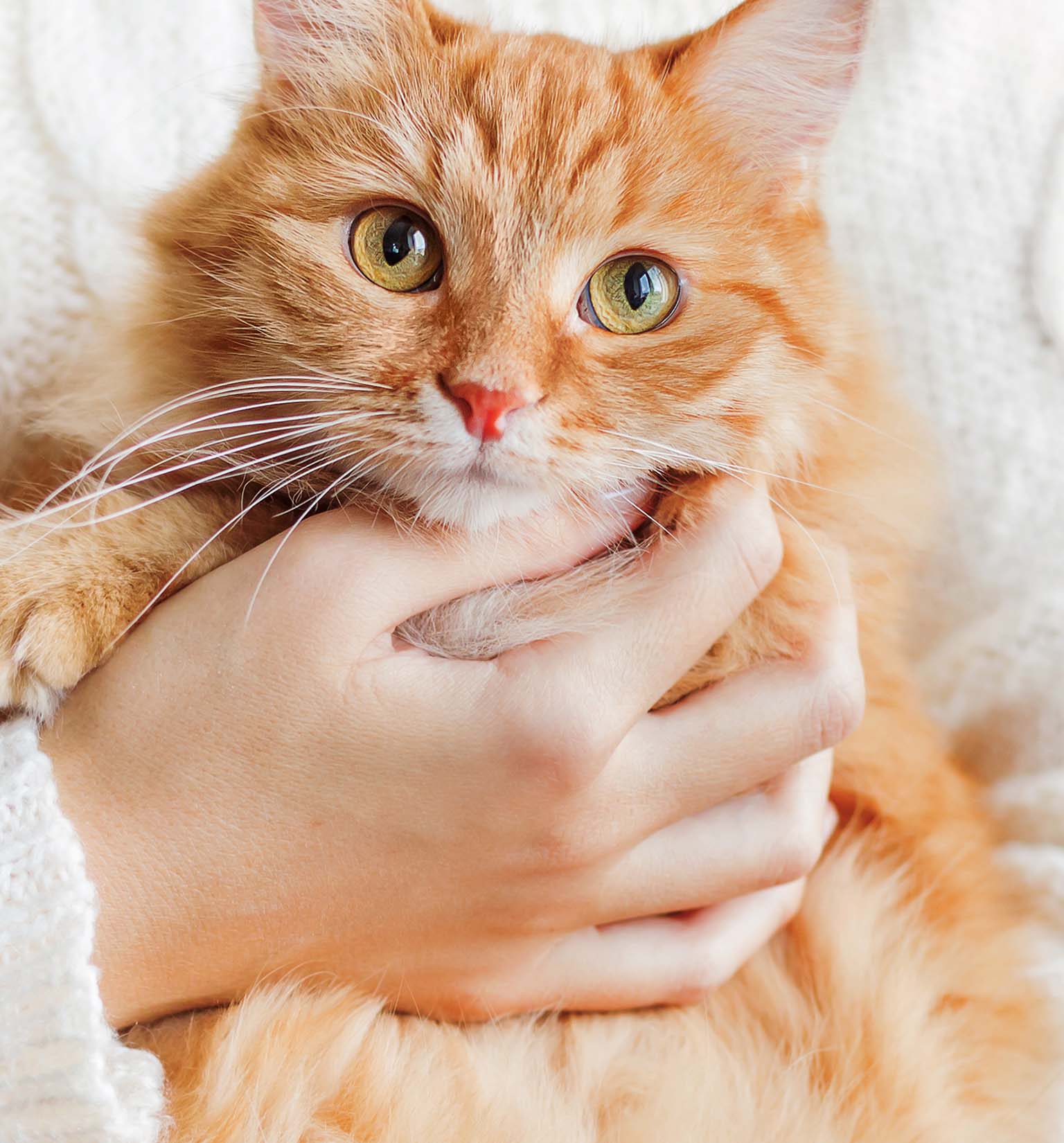 A person gently holding a fluffy orange cat under its chin