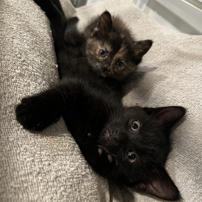 cat named Tandie & Tamia