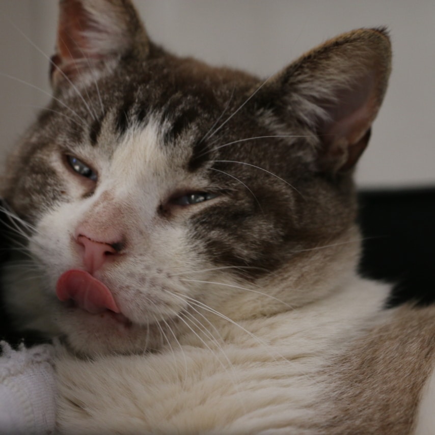 cat named Zeppo