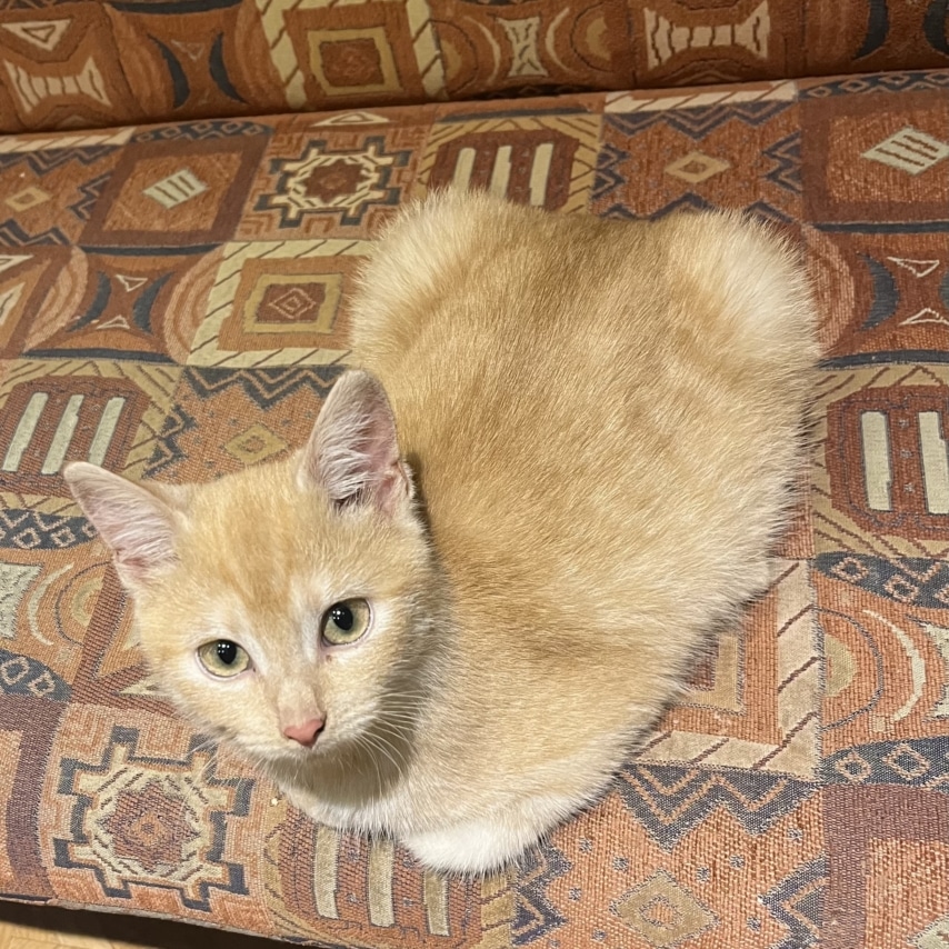Katze namens Bonnie