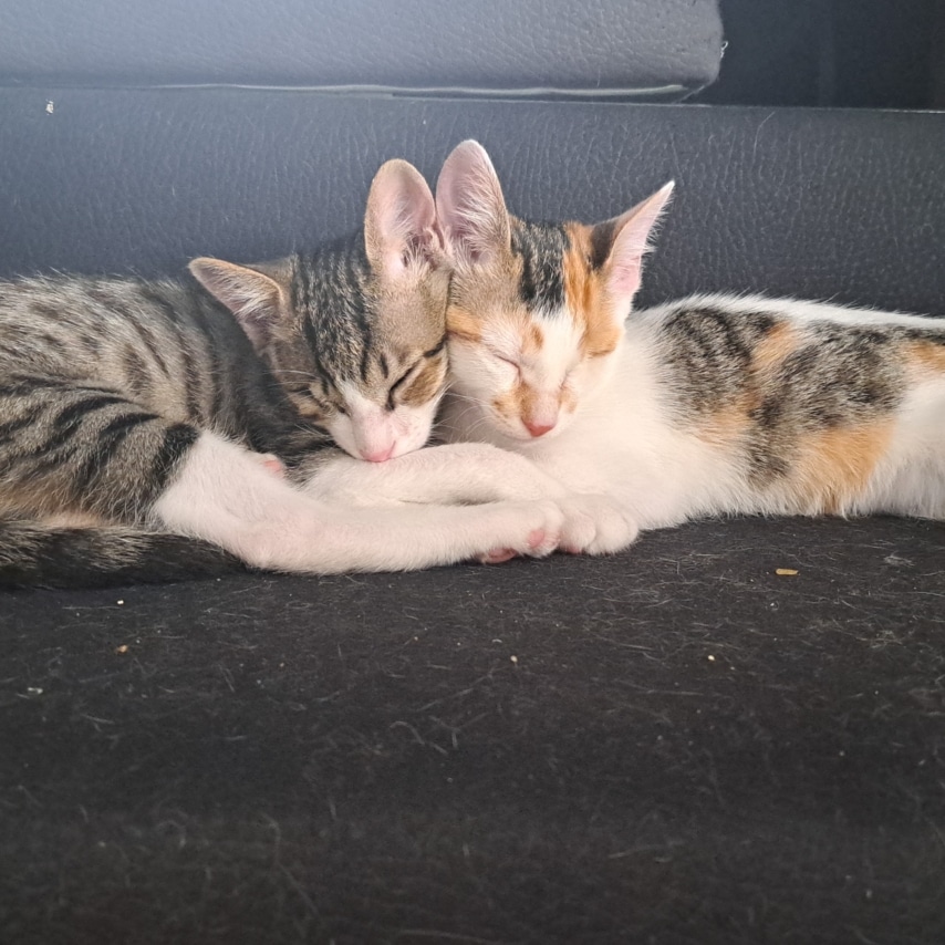 cat named Romeu e Julieta