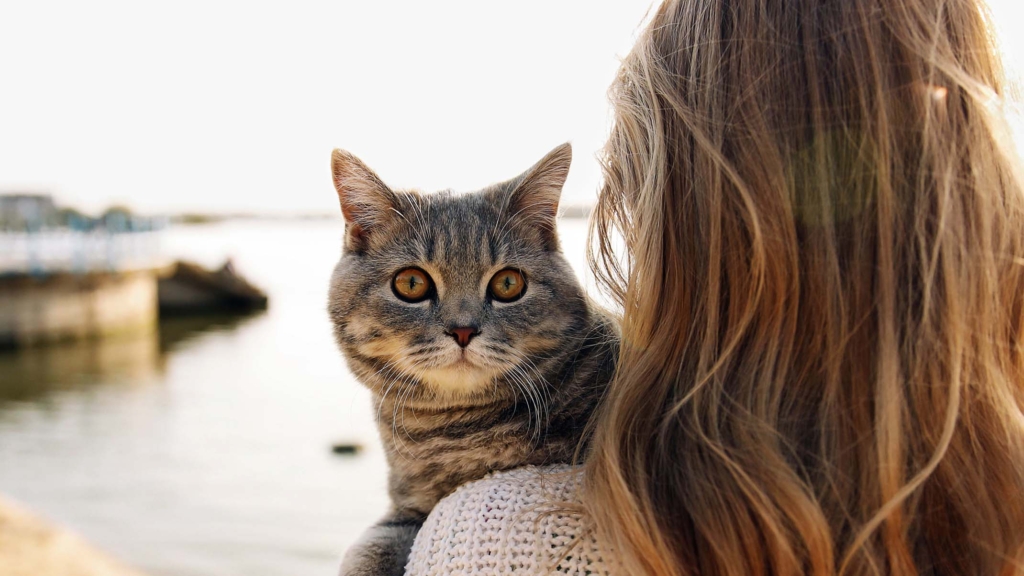 Le storie dei lettori: Questi Re e Regine di Catit hanno aiutato i loro umani a superare momenti difficili