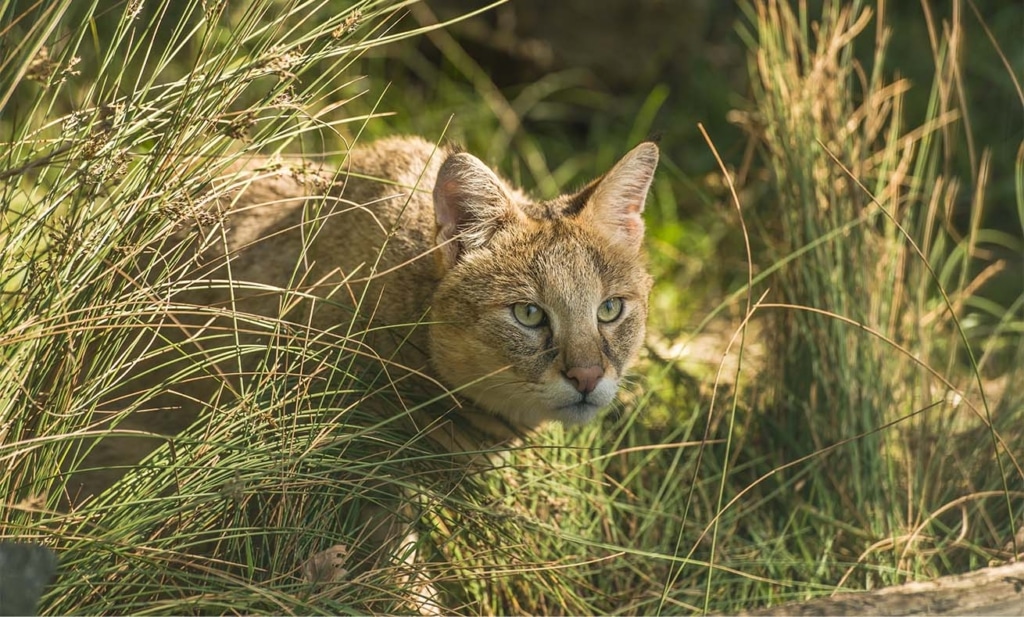 Meet the jungle cat - the feline that can bark - Catit