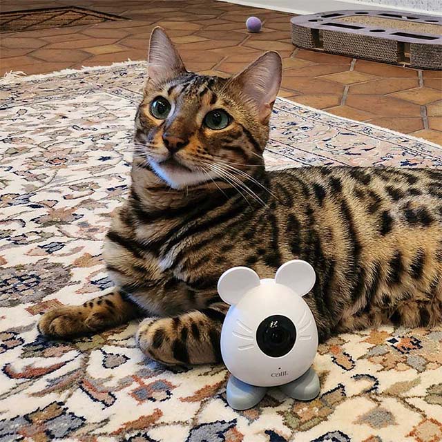 Lucky Kitties - 4