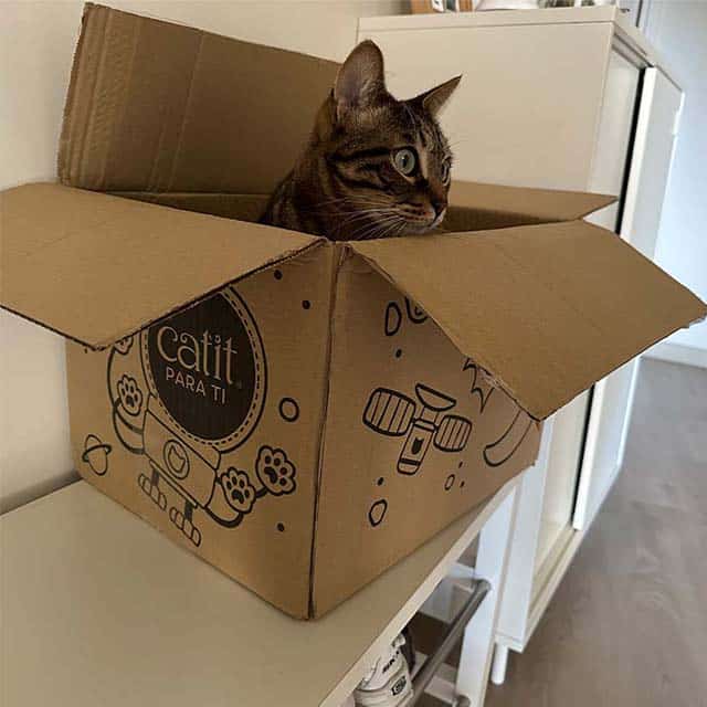 Lucky Kitties - 6