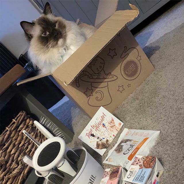 Lucky Kitties - 7