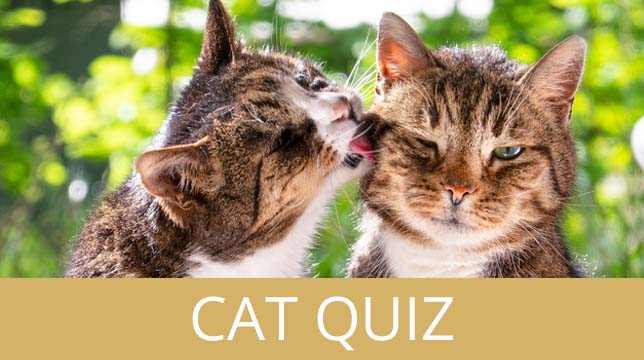 Cat Quiz banner featuring one cat grooming another