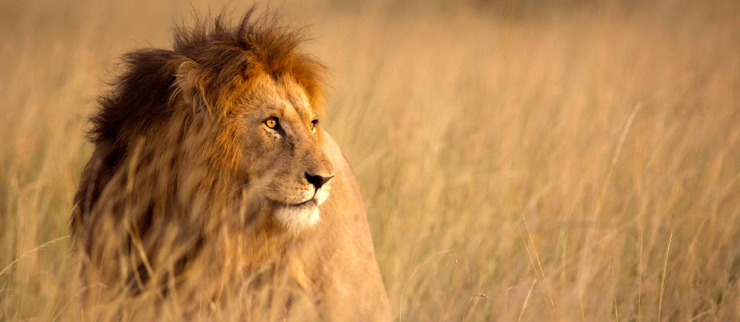 A male lion with a full mane standing in tall, golden savanna grass