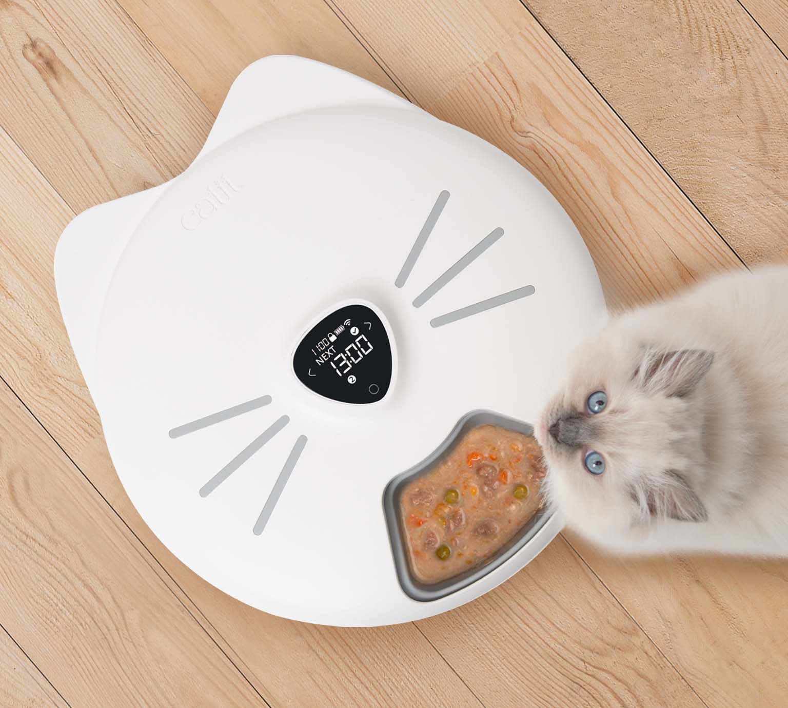 A fluffy kitten looking at a white Catit PIXI smart feeder containing wet food on a wooden floor