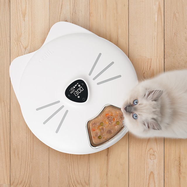 A fluffy white kitten eating wet food from a white, cat-shaped Catit PIXI 6 Meal feeder on a wooden floor