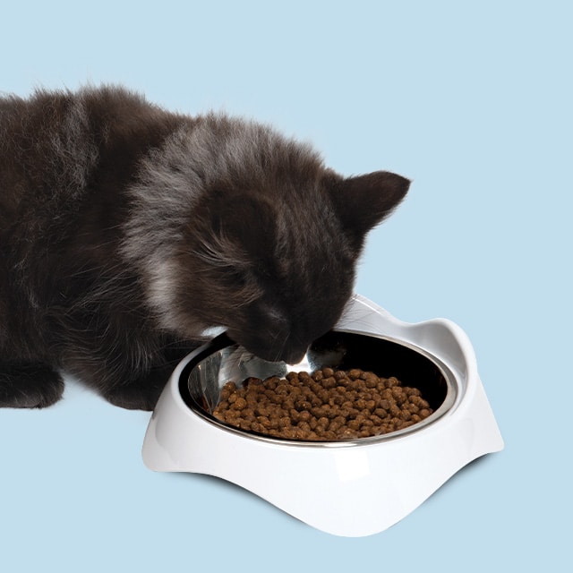 A fluffy black cat eating dry food from a white Catit PIXI dish against a light blue background