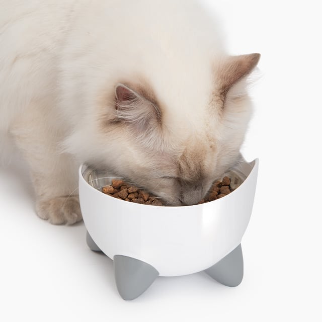 A fluffy white cat eating dry food from a white, elevated PIXI cat bowl with grey, cat-ear-shaped feet