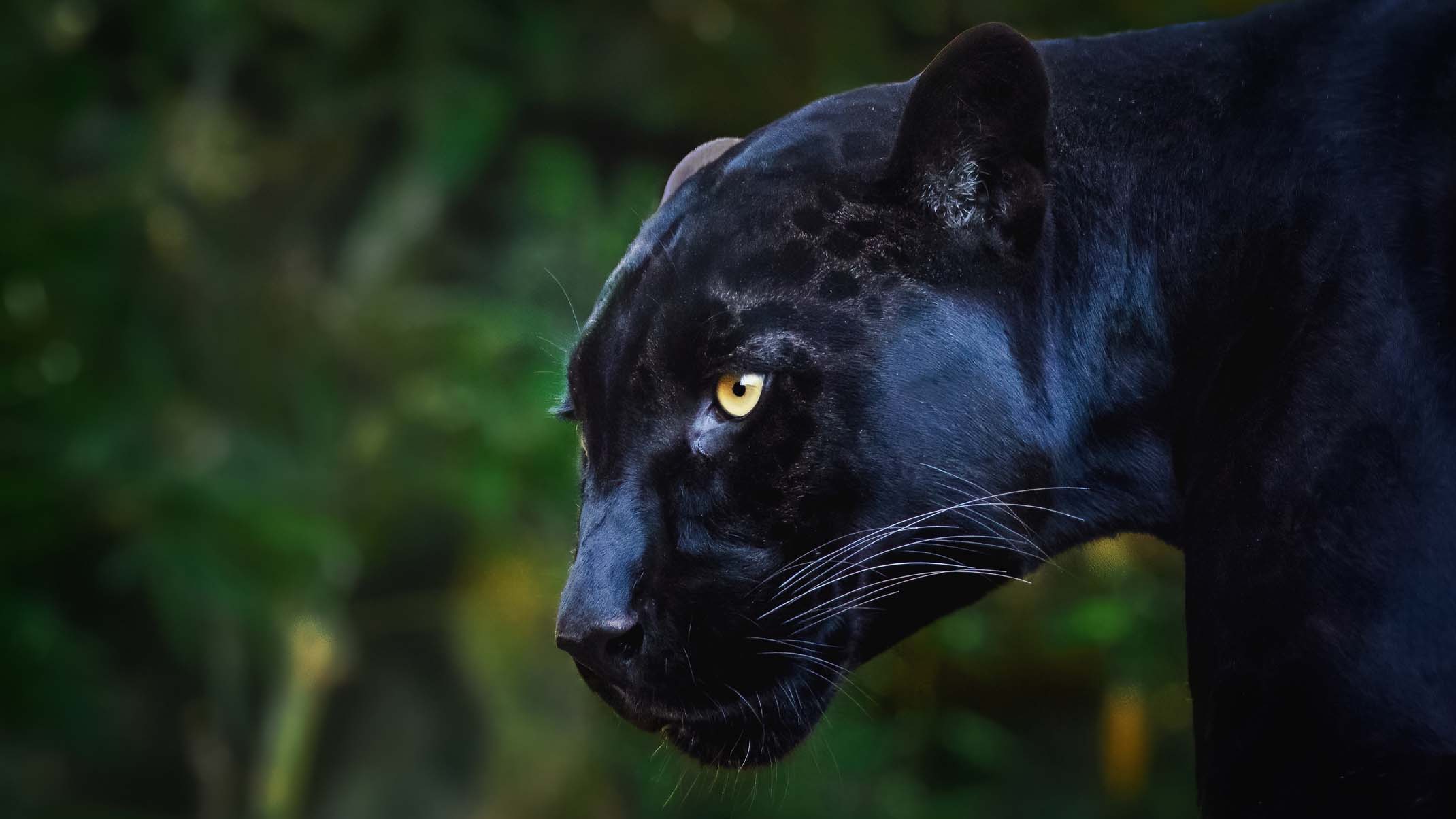 5 Faits Sur La Panth re Noire Catit 5 Faits Sur La Panth re Noire Catit
