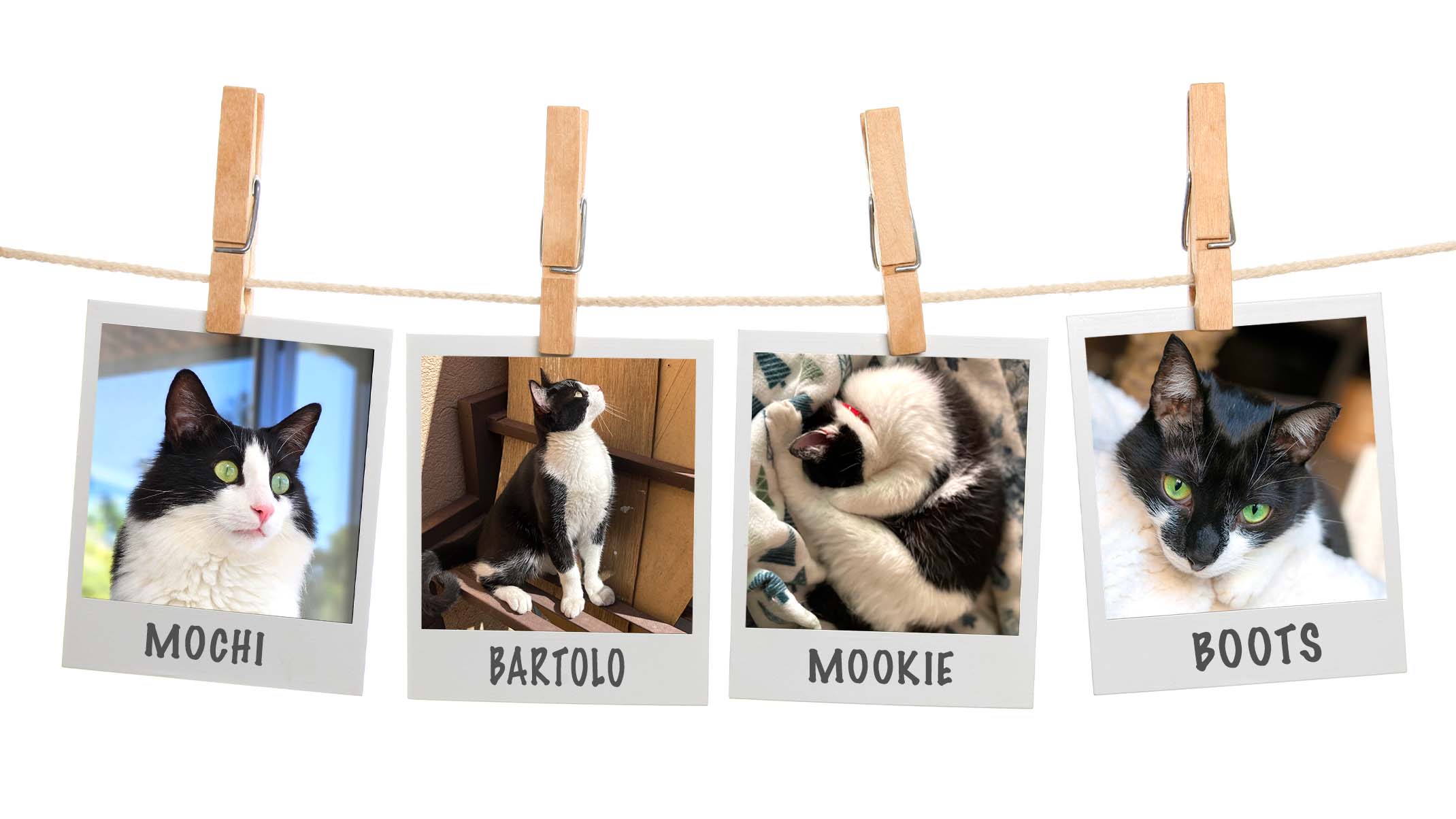Questi gatti Tuxedo hanno trovato la loro casa per sempre in un modo straordinario!