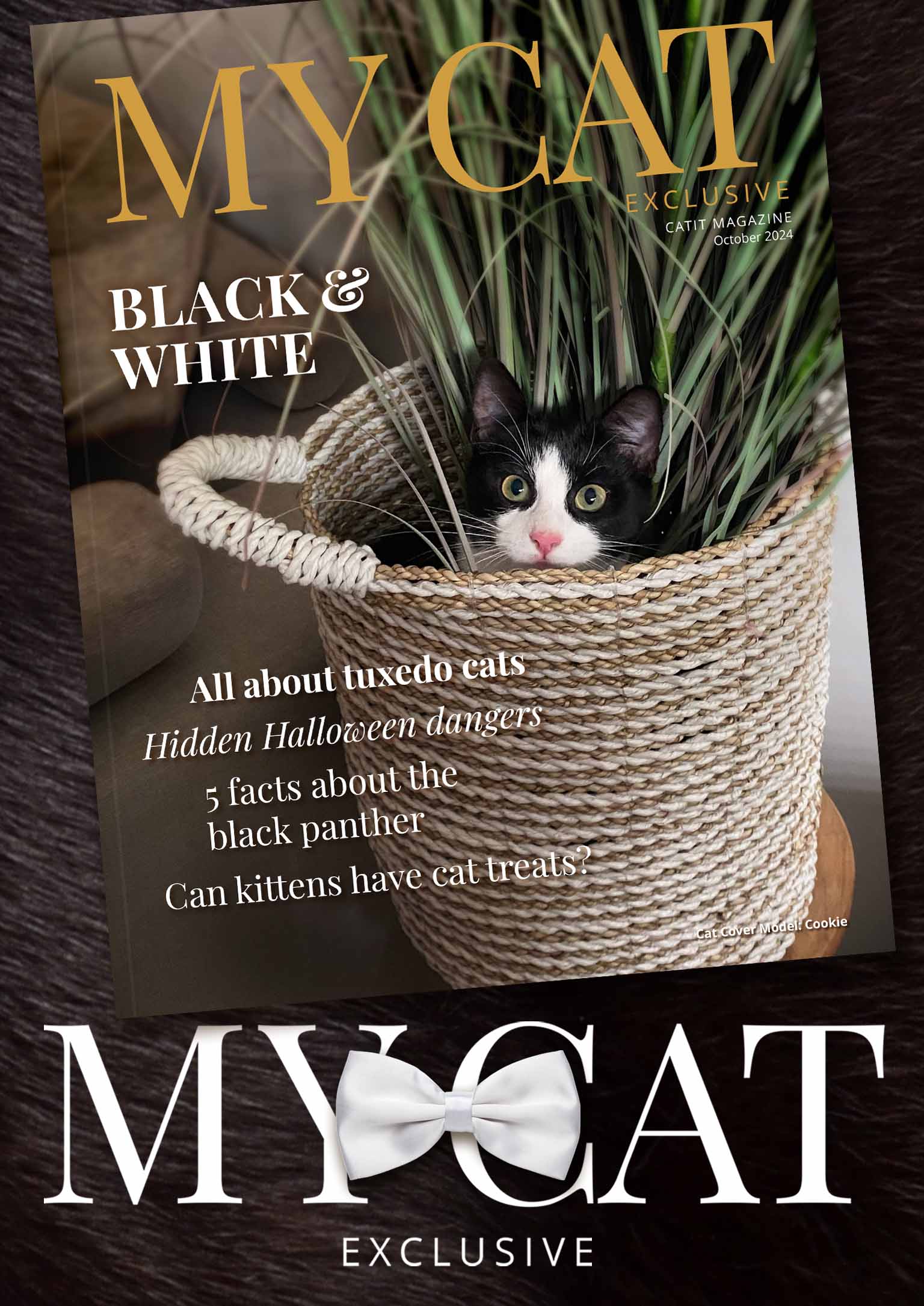 Catit magazine cover for October 2024 featuring a tuxedo cat in a basket and articles about cat care and Halloween safety