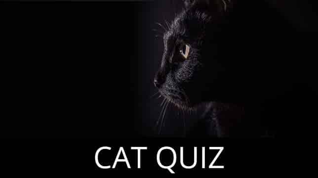 Cat Quiz banner featuring a close-up of a black cat in profile