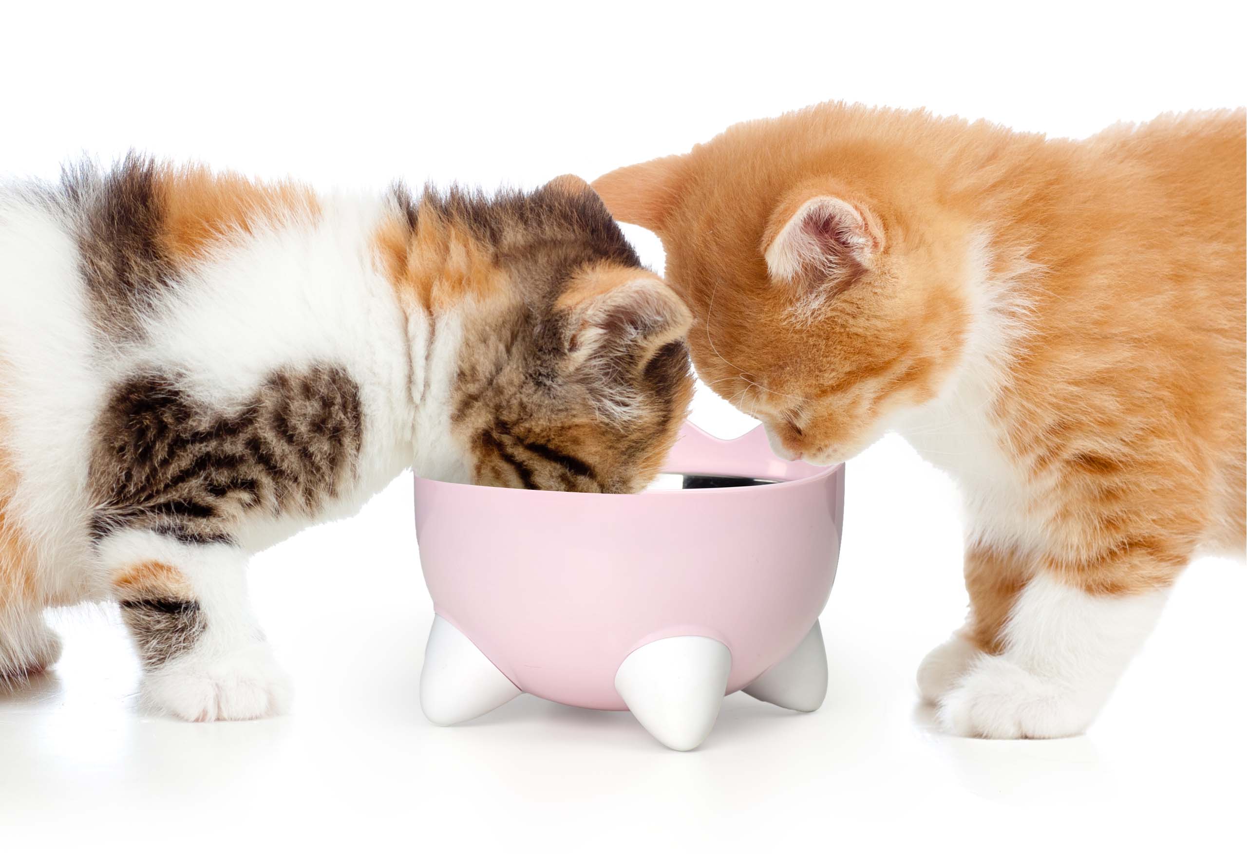 Two kittens eating together from a pink Catit PIXI bowl on a white background