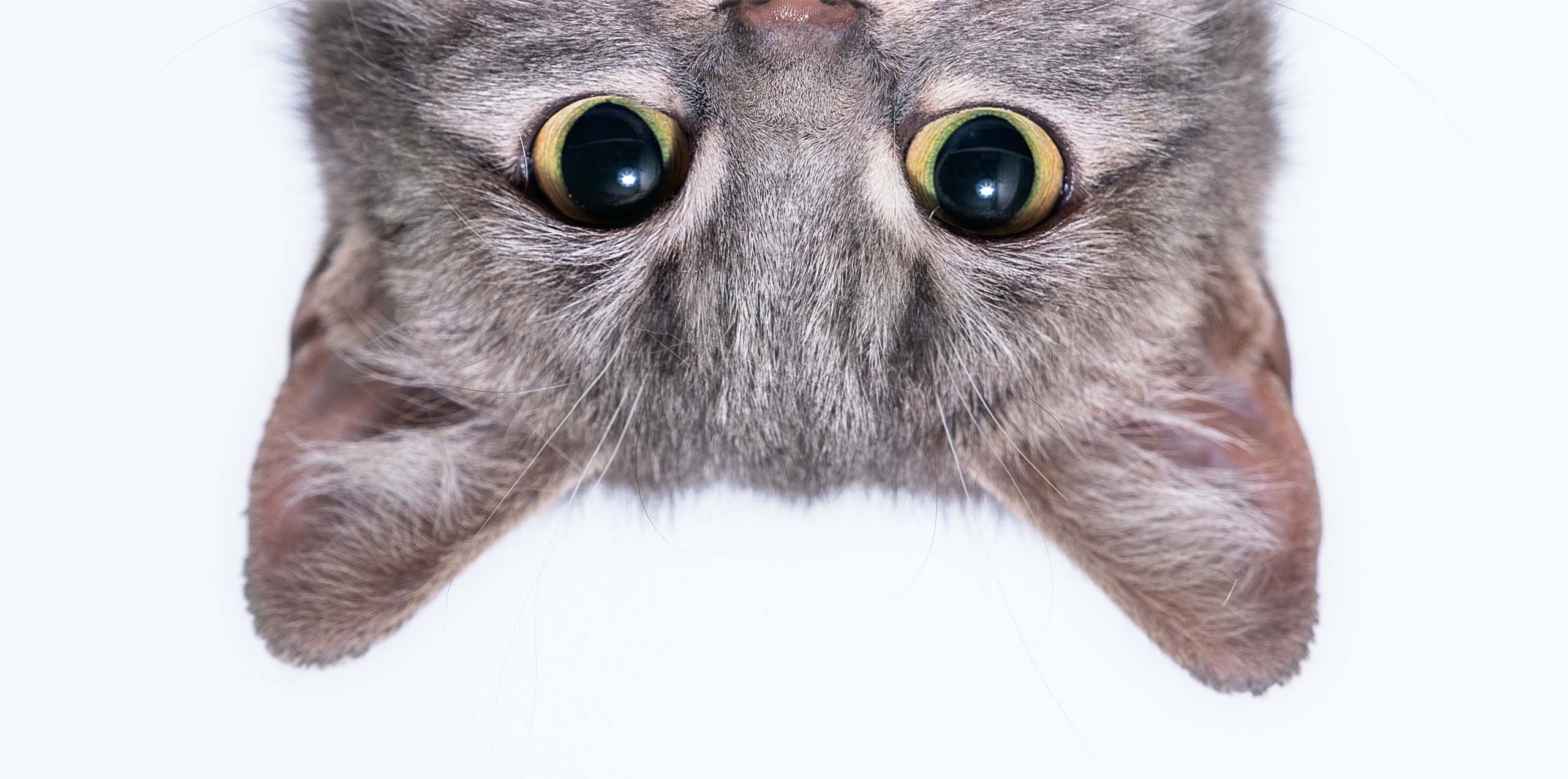 Close-up of a cat's face looking down from the top of the frame against a white background