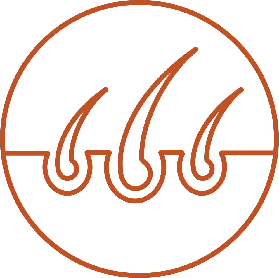 Icon of three hair follicles embedded in skin