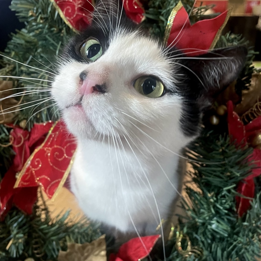 cat named Zelda