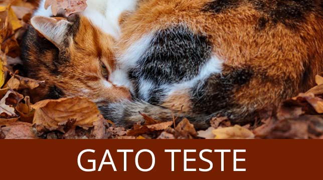 A calico cat curled up in autumn leaves with the text Gato Teste below