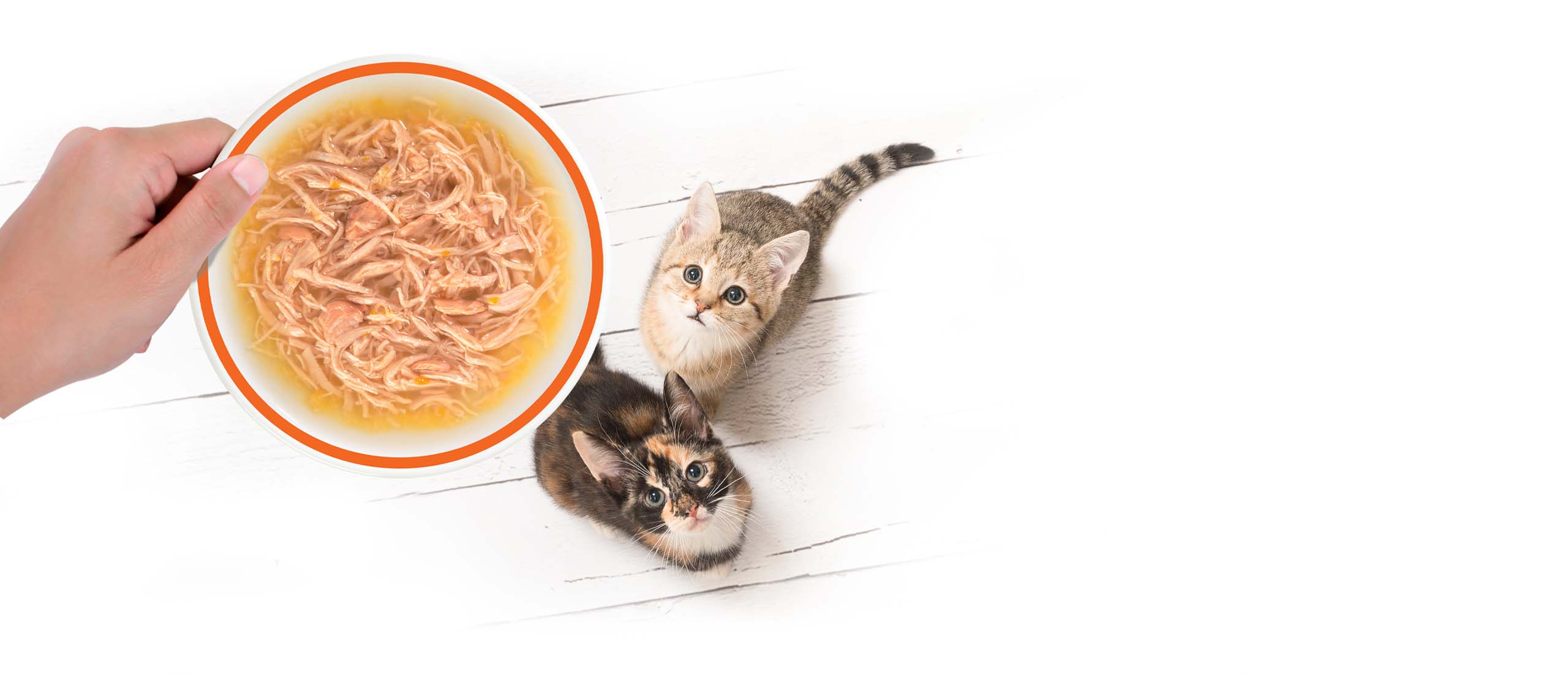 A hand holds a bowl of shredded cat food above two kittens looking up on a white wooden floor